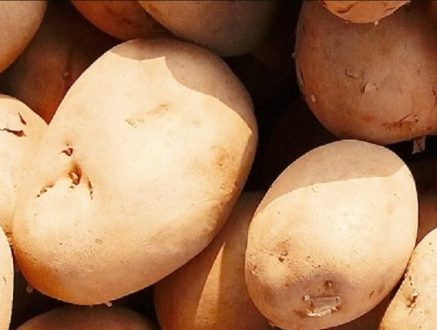 ফ্রেশ হল্যান্ড আলু